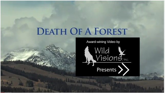 Death of a Forest, View Video