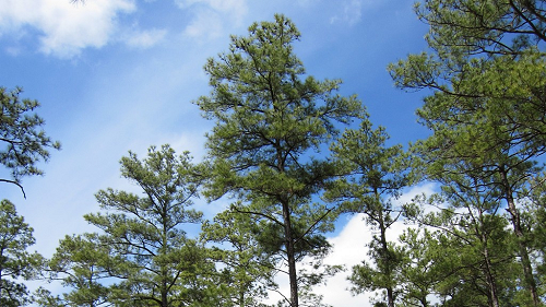 Verbenone protects important loblolly pines