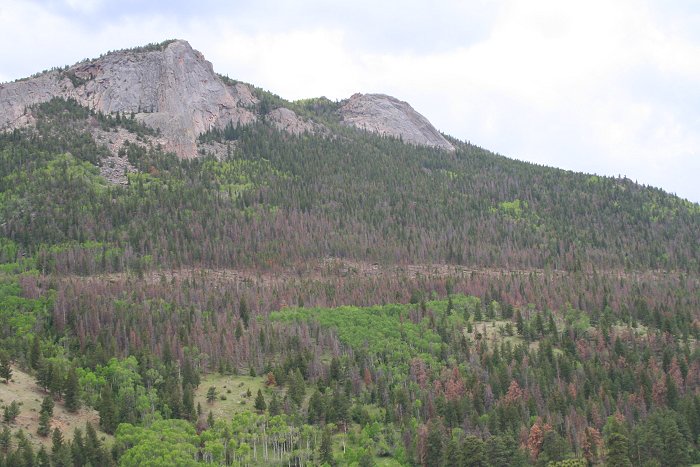 beetle kill in Rocky Mountain National Park