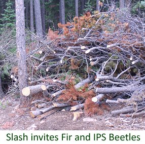 Slash and dead trees can invite more unwanted beetles