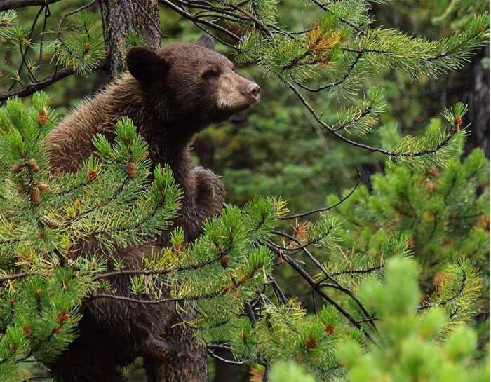 bear cub in a tree