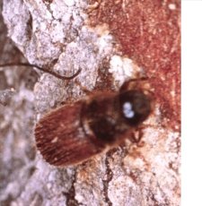 Douglas-Fir Beetle