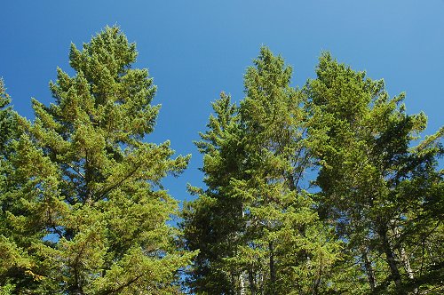 MCH Bubble Caps protect important douglas-fir and Engleman Spruce trees
