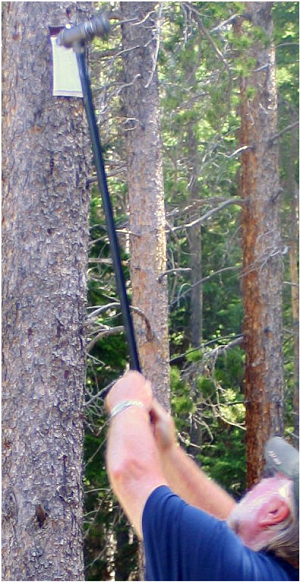tacking a verbenone pouch on a pine tree