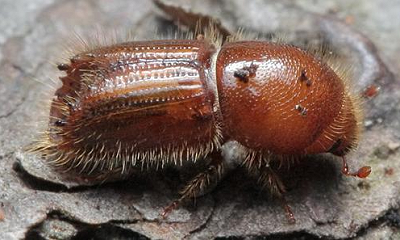 spruce beetle