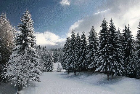 Beautiful healthy pine trees covered in snow.